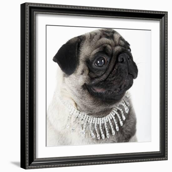 Pug Wearing Pearl Necklace-null-Framed Photographic Print