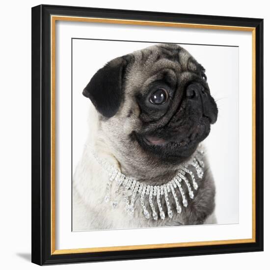 Pug Wearing Pearl Necklace-null-Framed Photographic Print