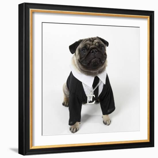 Pug Wearing Shirt, Tie and Necklace-null-Framed Photographic Print