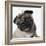 Pug Wearing Tiara-null-Framed Photographic Print