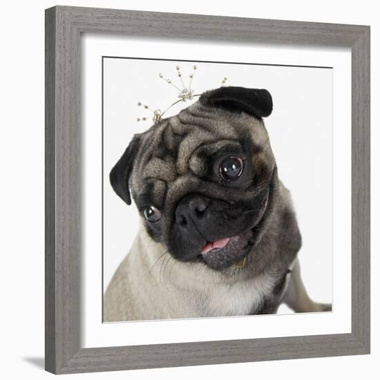 Pug Wearing Tiara-null-Framed Photographic Print