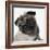 Pug Wearing Tiara-null-Framed Photographic Print