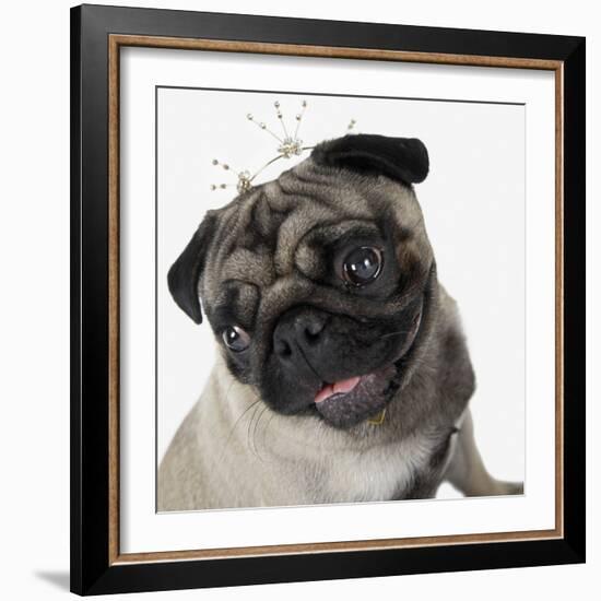 Pug Wearing Tiara-null-Framed Photographic Print