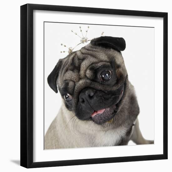 Pug Wearing Tiara-null-Framed Photographic Print