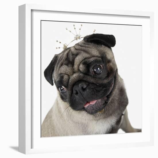 Pug Wearing Tiara-null-Framed Photographic Print