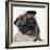 Pug Wearing Tiara-null-Framed Photographic Print