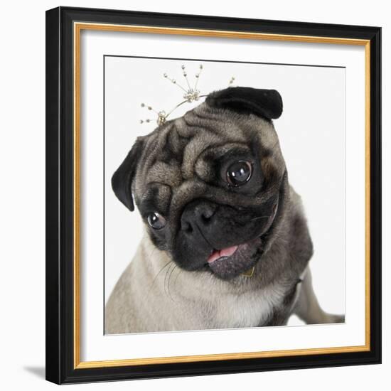 Pug Wearing Tiara-null-Framed Photographic Print