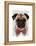 Pug with Red Spotted Bow Tie-Fab Funky-Framed Stretched Canvas