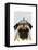 Pug with Tiara-Fab Funky-Framed Stretched Canvas