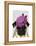 Pug with Vintage Purple Hat-Fab Funky-Framed Stretched Canvas