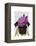 Pug with Vintage Purple Hat-Fab Funky-Framed Stretched Canvas