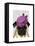 Pug with Vintage Purple Hat-Fab Funky-Framed Stretched Canvas