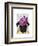 Pug with Vintage Purple Hat-Fab Funky-Framed Art Print