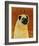 Pug-John Golden-Framed Art Print