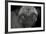 Pug-Lori Hutchison-Framed Photographic Print