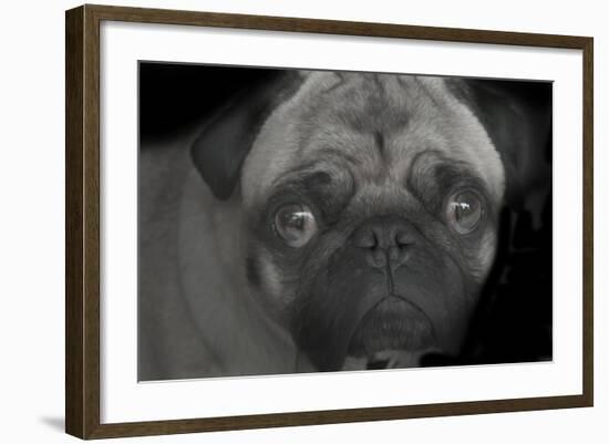 Pug-Lori Hutchison-Framed Photographic Print