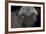 Pug-Lori Hutchison-Framed Photographic Print