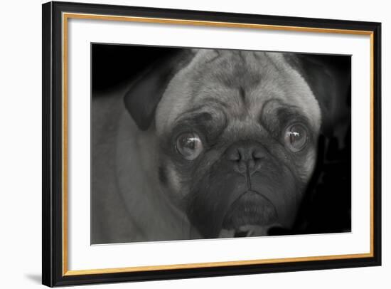 Pug-Lori Hutchison-Framed Photographic Print