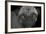 Pug-Lori Hutchison-Framed Photographic Print