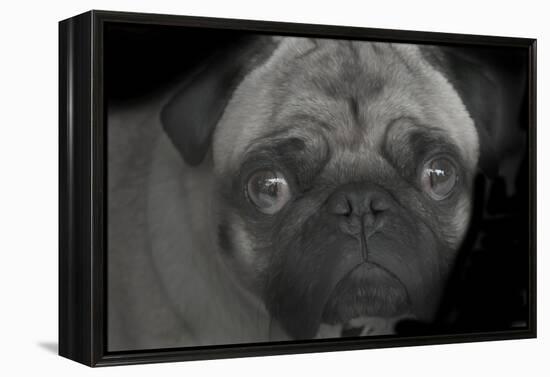 Pug-Lori Hutchison-Framed Premier Image Canvas