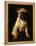 Puggle Dog a Crossbreed Between a Beagle and a Pug-null-Framed Premier Image Canvas