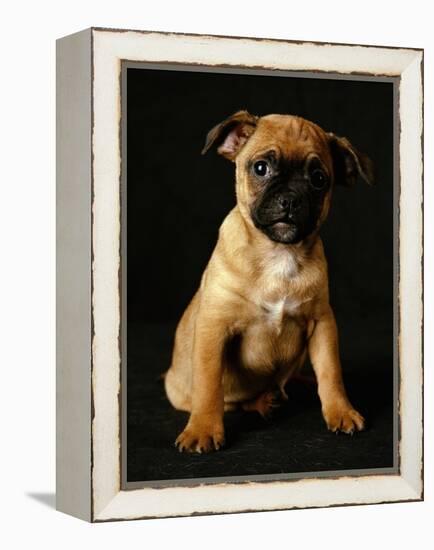 Puggle Dog a Crossbreed Between a Beagle and a Pug-null-Framed Premier Image Canvas