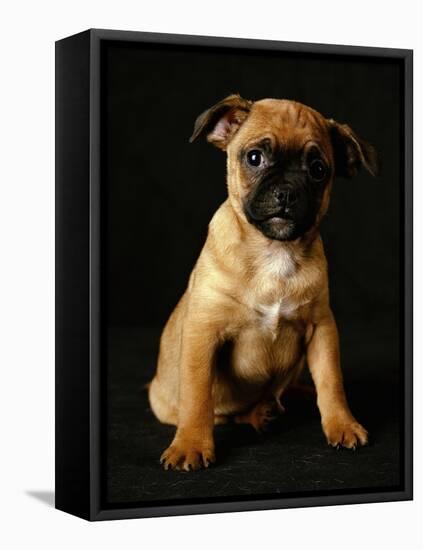 Puggle Dog a Crossbreed Between a Beagle and a Pug-null-Framed Premier Image Canvas