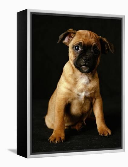 Puggle Dog a Crossbreed Between a Beagle and a Pug-null-Framed Premier Image Canvas