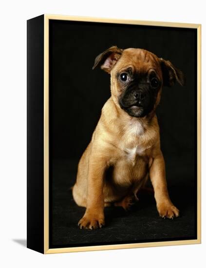 Puggle Dog a Crossbreed Between a Beagle and a Pug-null-Framed Premier Image Canvas