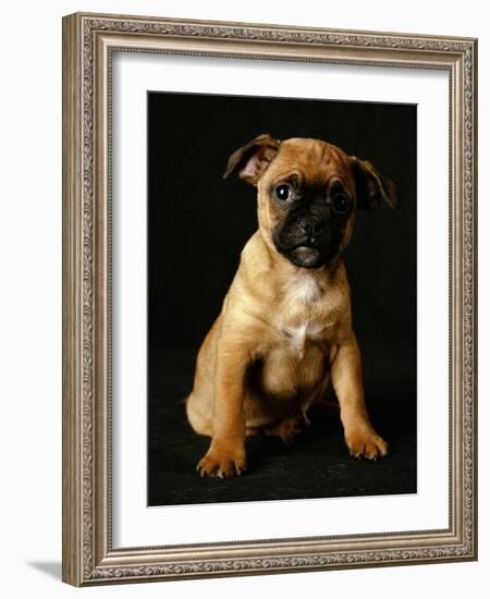 Puggle Dog a Crossbreed Between a Beagle and a Pug-null-Framed Photographic Print