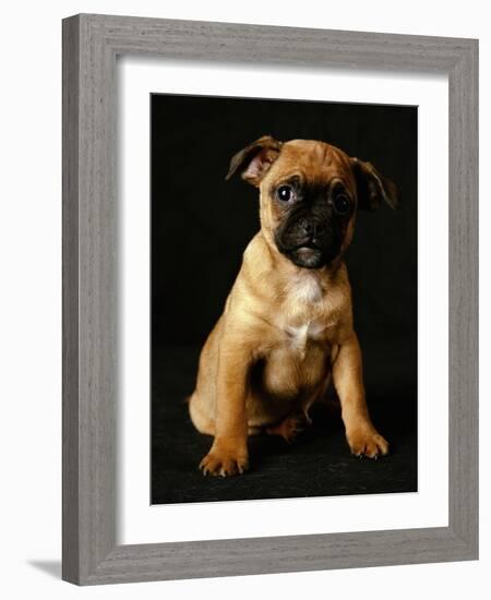 Puggle Dog a Crossbreed Between a Beagle and a Pug-null-Framed Photographic Print