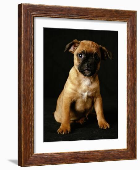 Puggle Dog a Crossbreed Between a Beagle and a Pug-null-Framed Photographic Print