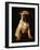 Puggle Dog a Crossbreed Between a Beagle and a Pug-null-Framed Photographic Print