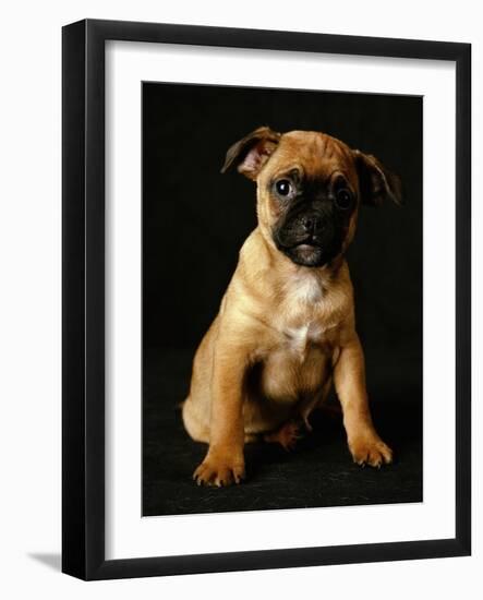 Puggle Dog a Crossbreed Between a Beagle and a Pug-null-Framed Photographic Print