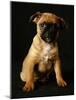 Puggle Dog a Crossbreed Between a Beagle and a Pug-null-Mounted Photographic Print