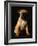 Puggle Dog a Crossbreed Between a Beagle and a Pug-null-Framed Photographic Print