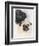 Pugs-Barbara Keith-Framed Giclee Print