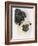 Pugs-Barbara Keith-Framed Giclee Print