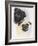 Pugs-Barbara Keith-Framed Giclee Print