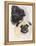 Pugs-Barbara Keith-Framed Premier Image Canvas