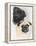 Pugs-Barbara Keith-Framed Premier Image Canvas