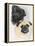 Pugs-Barbara Keith-Framed Premier Image Canvas