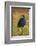 Pukeko, Waikato, North Island, New Zealand-David Wall-Framed Photographic Print