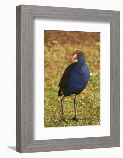 Pukeko, Waikato, North Island, New Zealand-David Wall-Framed Photographic Print