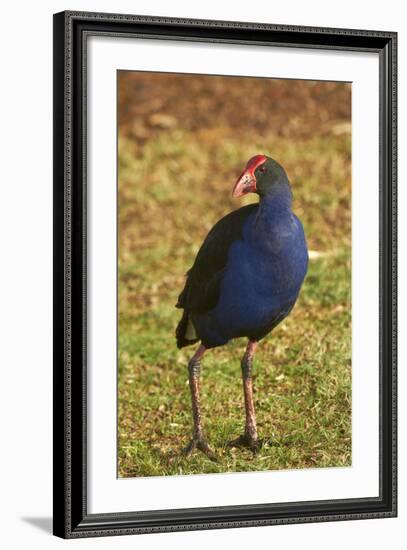 Pukeko, Waikato, North Island, New Zealand-David Wall-Framed Photographic Print