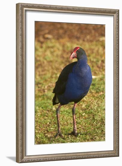 Pukeko, Waikato, North Island, New Zealand-David Wall-Framed Photographic Print