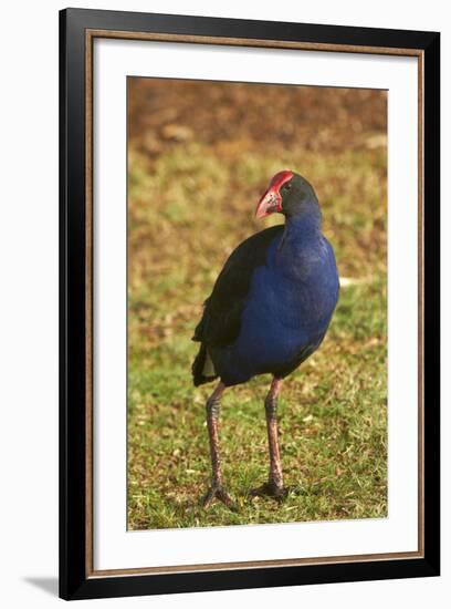 Pukeko, Waikato, North Island, New Zealand-David Wall-Framed Photographic Print