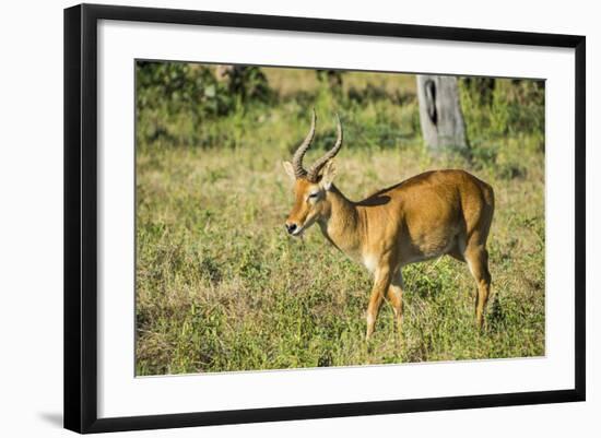 Puku (Kobus Vardonii) Antelope, South Luangwa National Park, Zambia, Africa-Michael Runkel-Framed Photographic Print