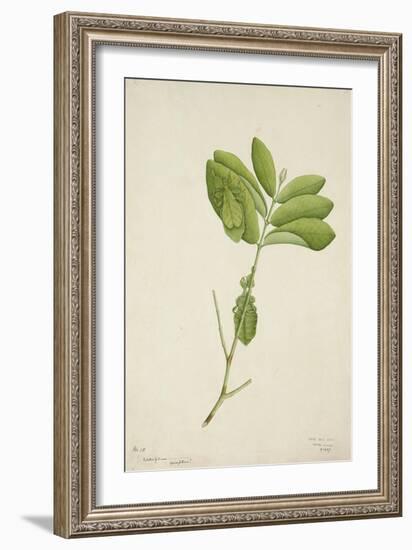 Pulchrifilium Spurifolium, 1800-10-null-Framed Giclee Print