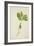 Pulchrifilium Spurifolium, 1800-10-null-Framed Giclee Print